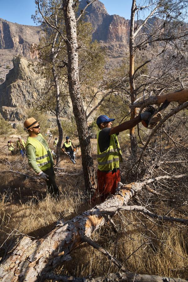 Medio Ambiente talará más de un millar de pinos en San Miguel