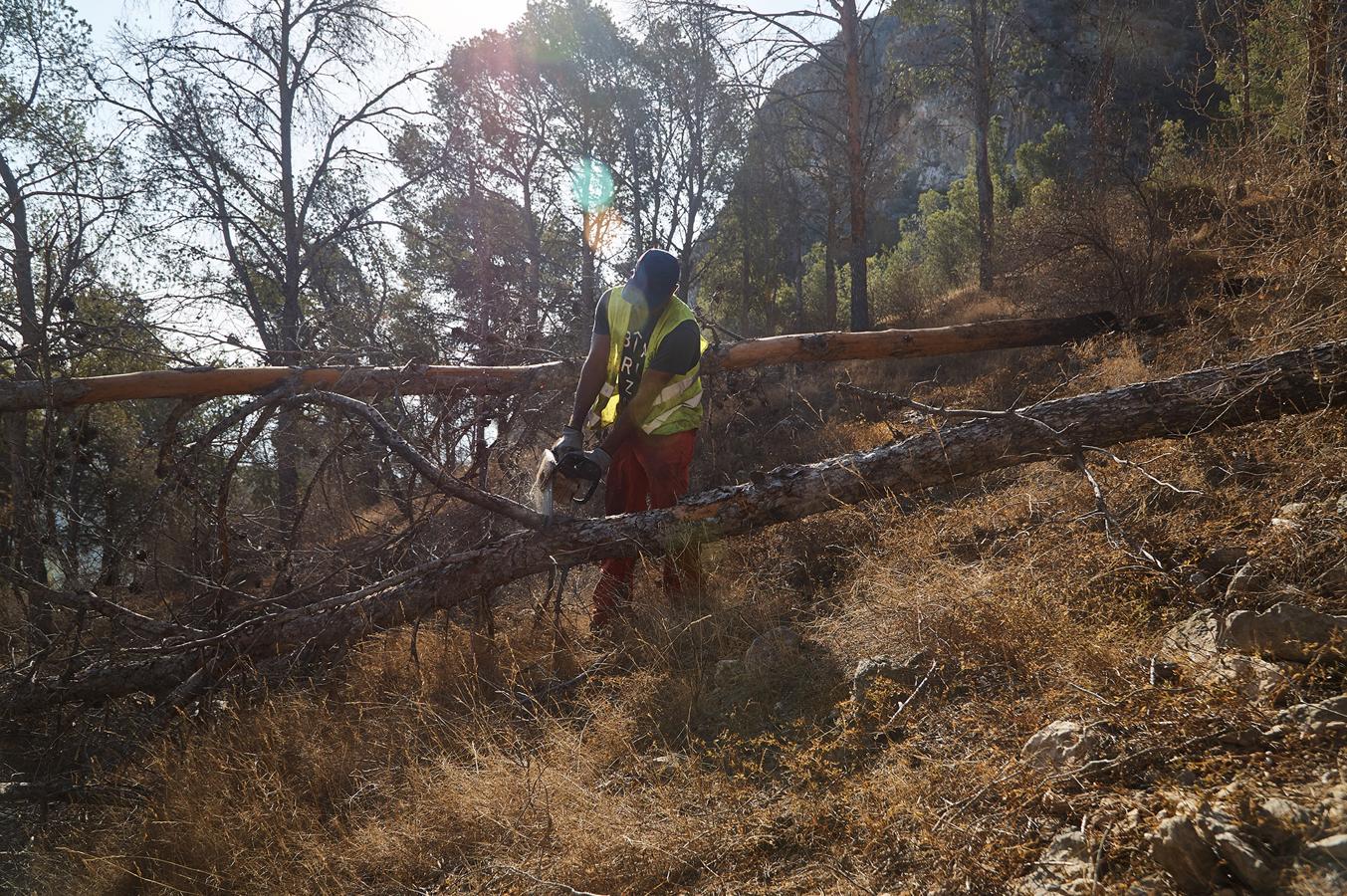 Medio Ambiente talará más de un millar de pinos en San Miguel