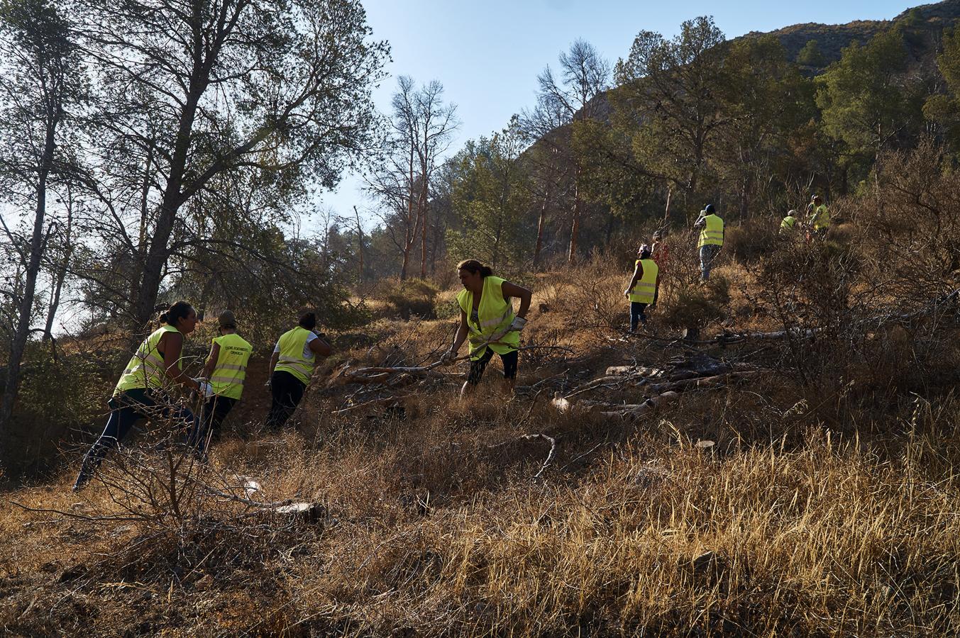 Medio Ambiente talará más de un millar de pinos en San Miguel