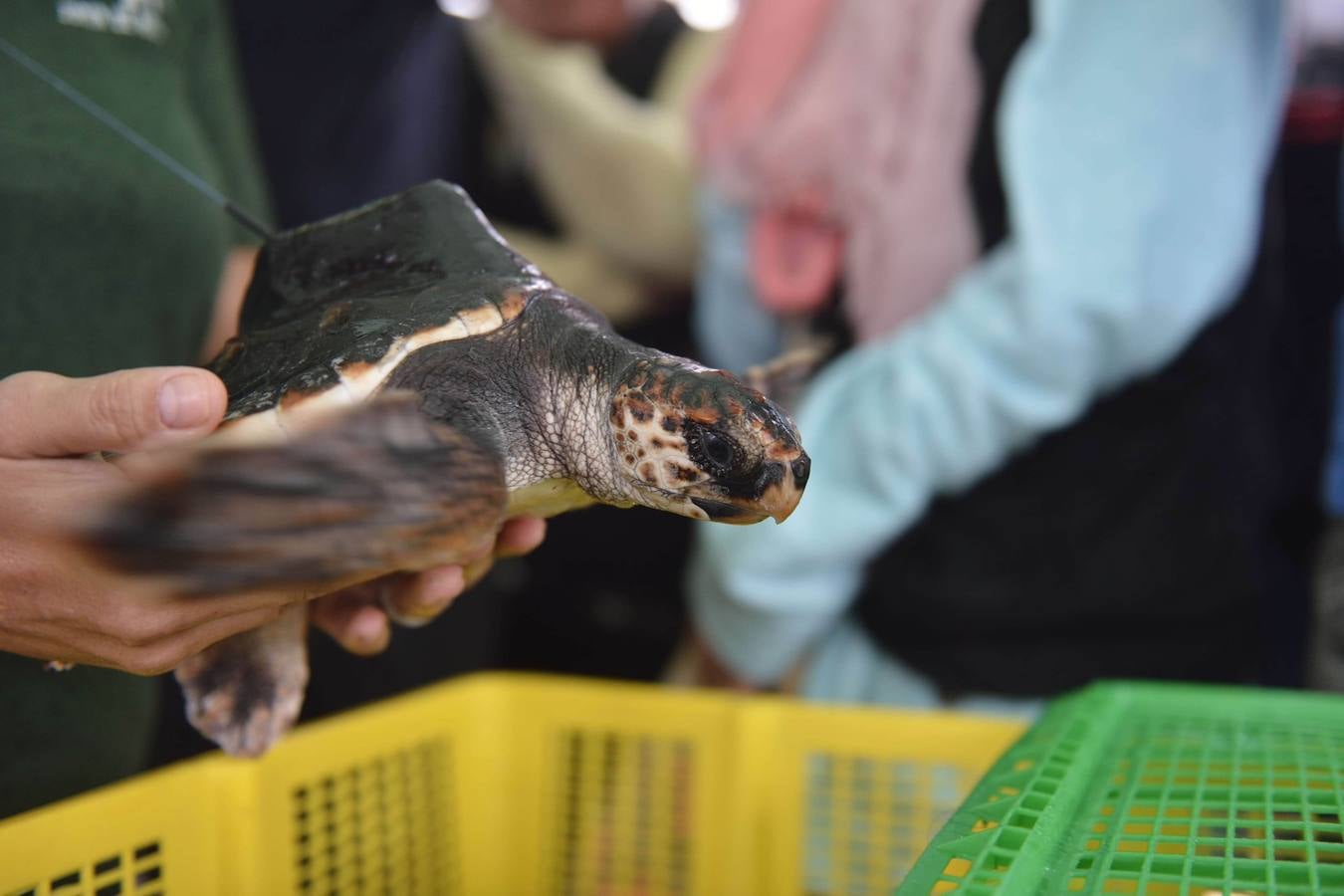 Liberan trece crías de tortuga boba marcadas para conocer sus migraciones