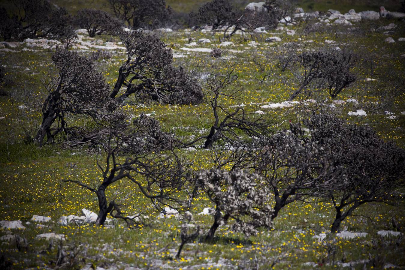 Vida tras el incendio