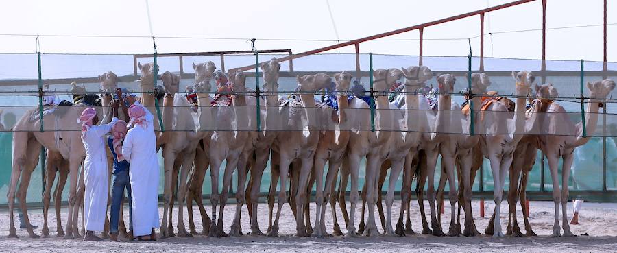 Carreras de camellos sin jinetes menores