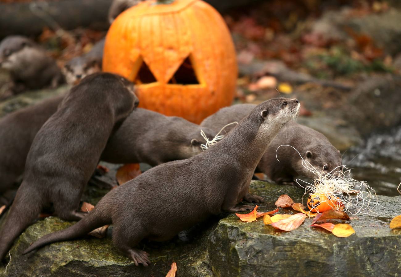 Disfrutando de Halloween como un animal