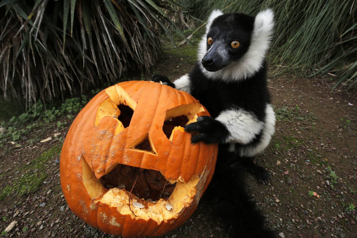 Disfrutando de Halloween como un animal