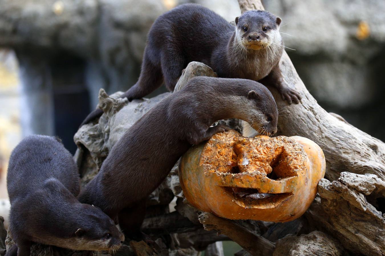 Disfrutando de Halloween como un animal