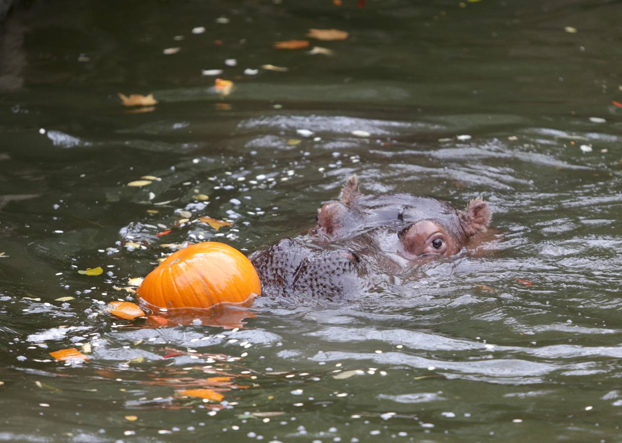 Disfrutando de Halloween como un animal