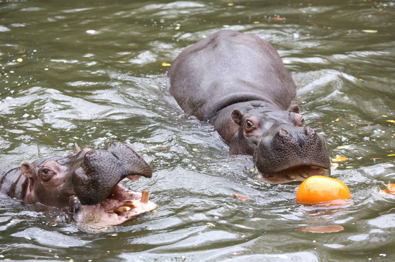 Disfrutando de Halloween como un animal