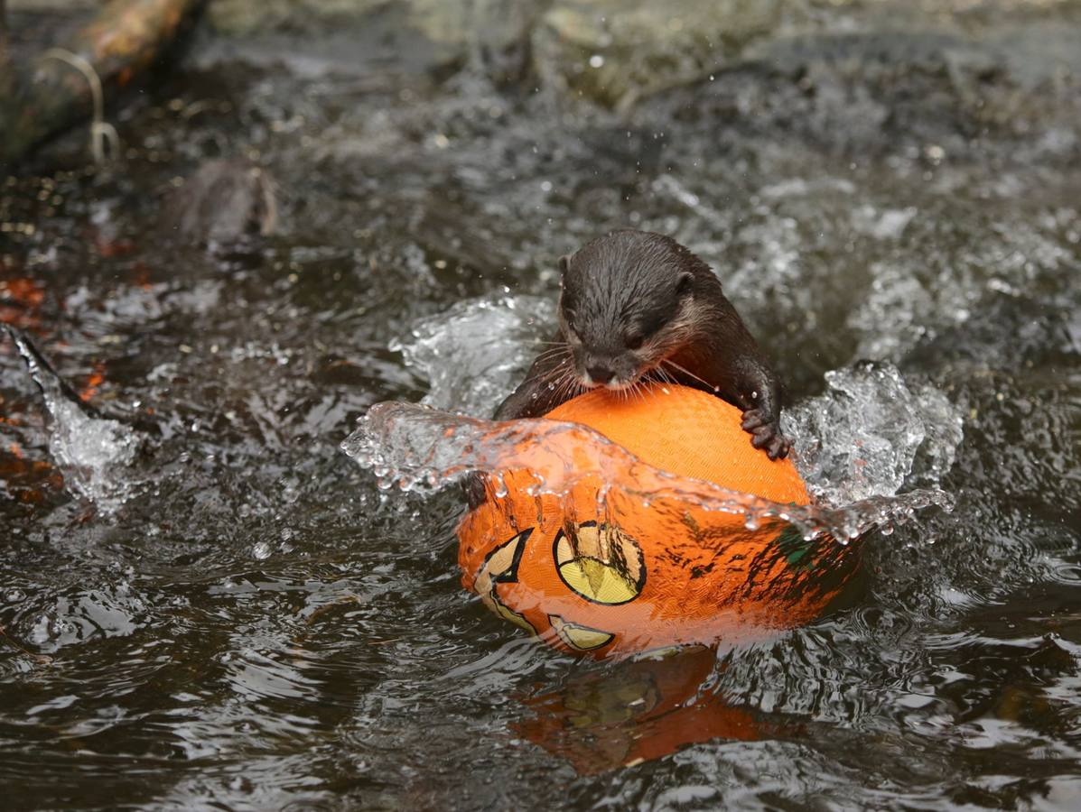 Disfrutando de Halloween como un animal