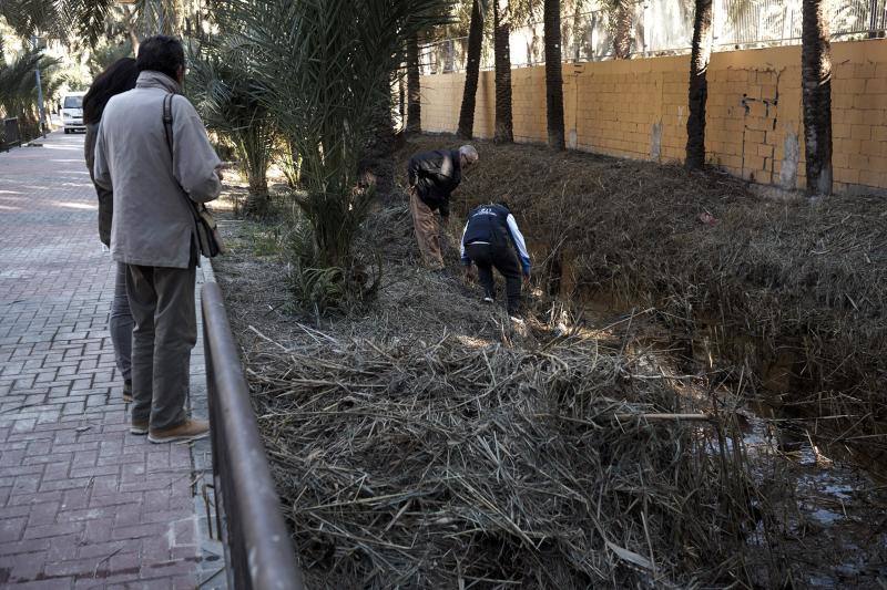 La Asociación Palmeral Vivo se presta a limpiar a mano el Azarbe de Las Fuentes