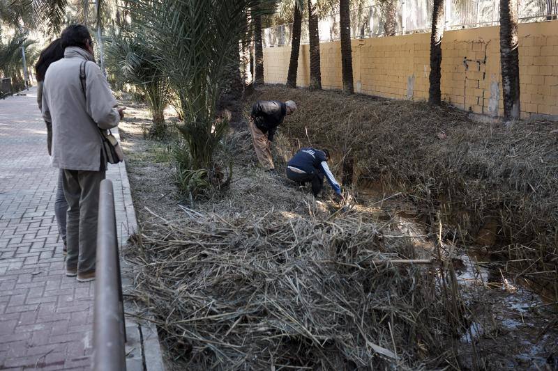 La Asociación Palmeral Vivo se presta a limpiar a mano el Azarbe de Las Fuentes