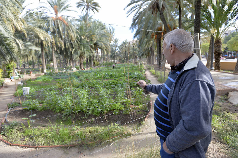 Huertos ecológicos en Elche