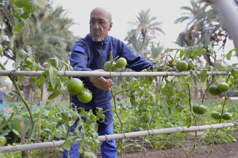 Huertos ecológicos en Elche