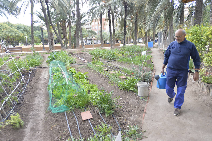 Huertos ecológicos en Elche