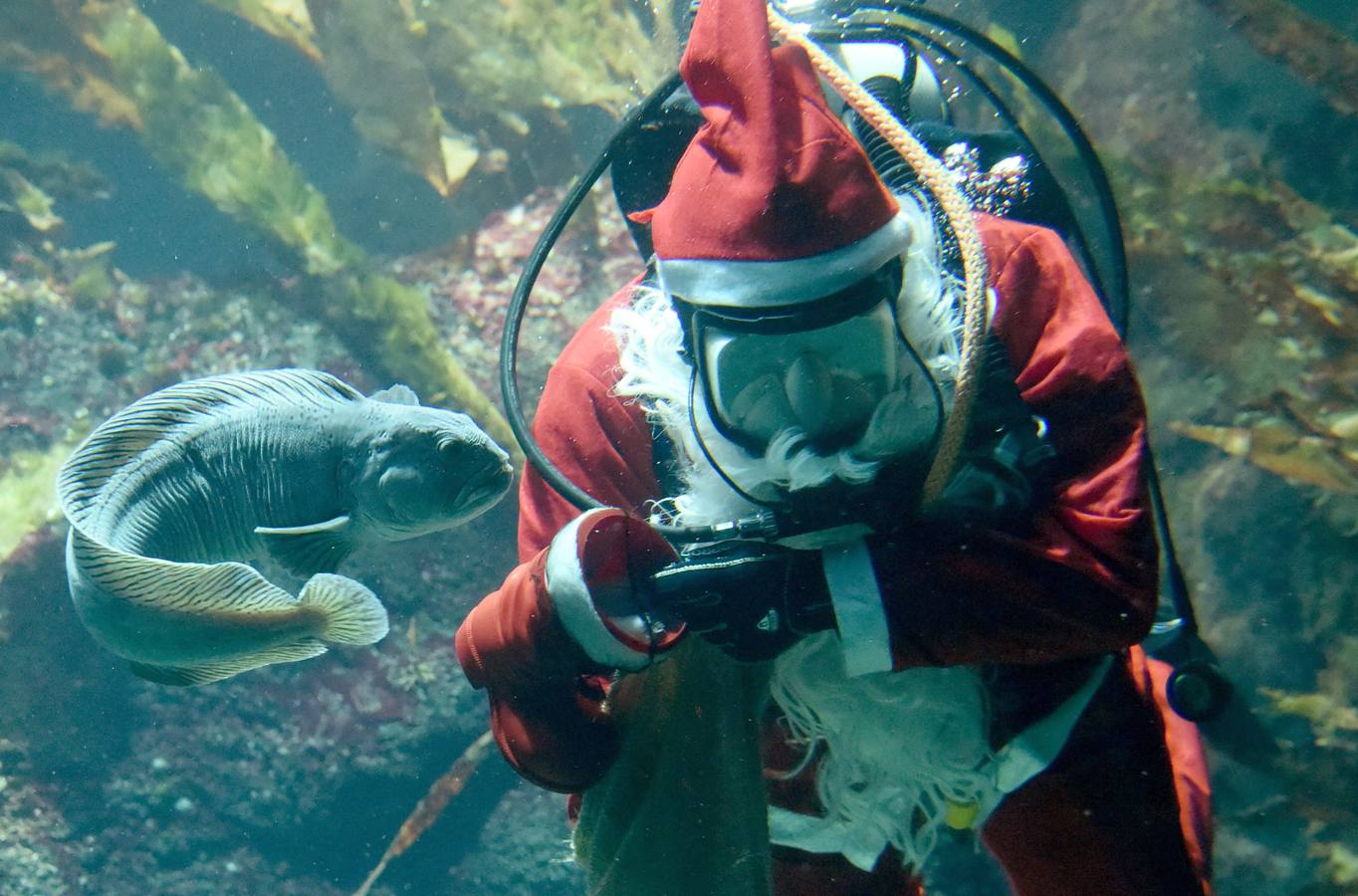 Un Papá Noel que da de comer a los peces