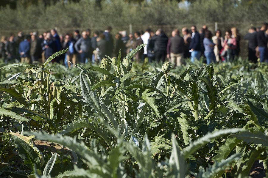 La estabilidad del precio de la alcachofa favorece su cultivo