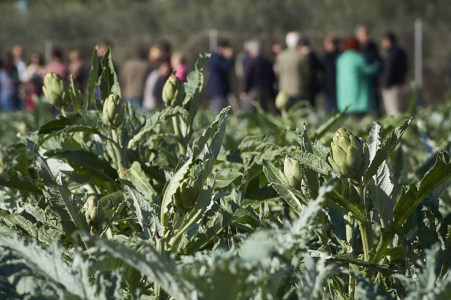 La estabilidad del precio de la alcachofa favorece su cultivo