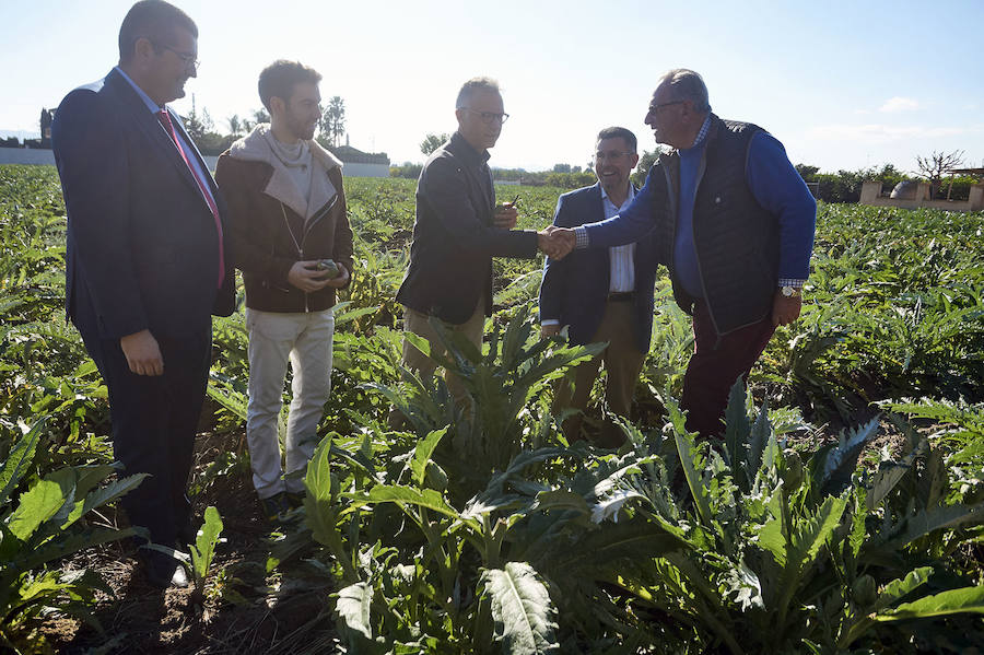 La estabilidad del precio de la alcachofa favorece su cultivo