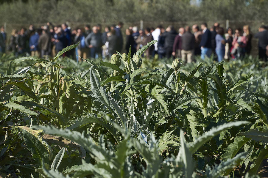 La estabilidad del precio de la alcachofa favorece su cultivo