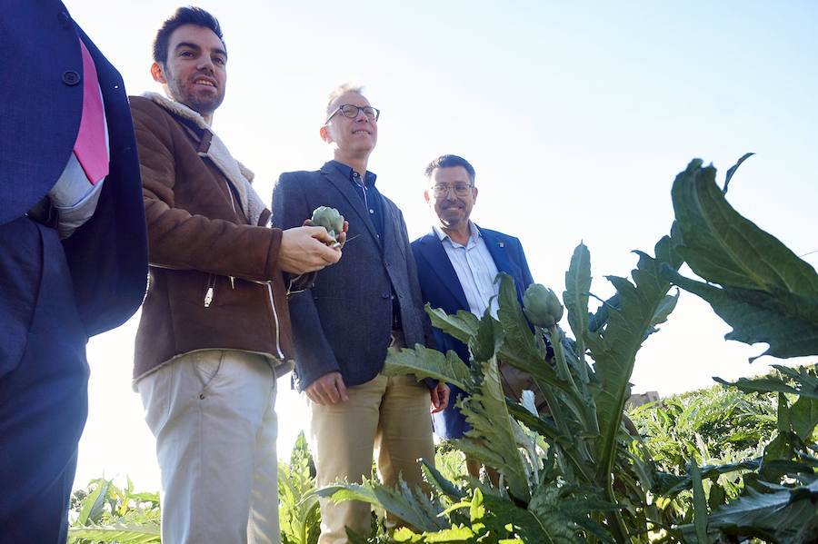 La estabilidad del precio de la alcachofa favorece su cultivo