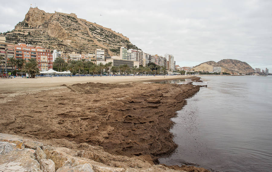 Las playas siguen llenas de algas dos semanas después del temporal