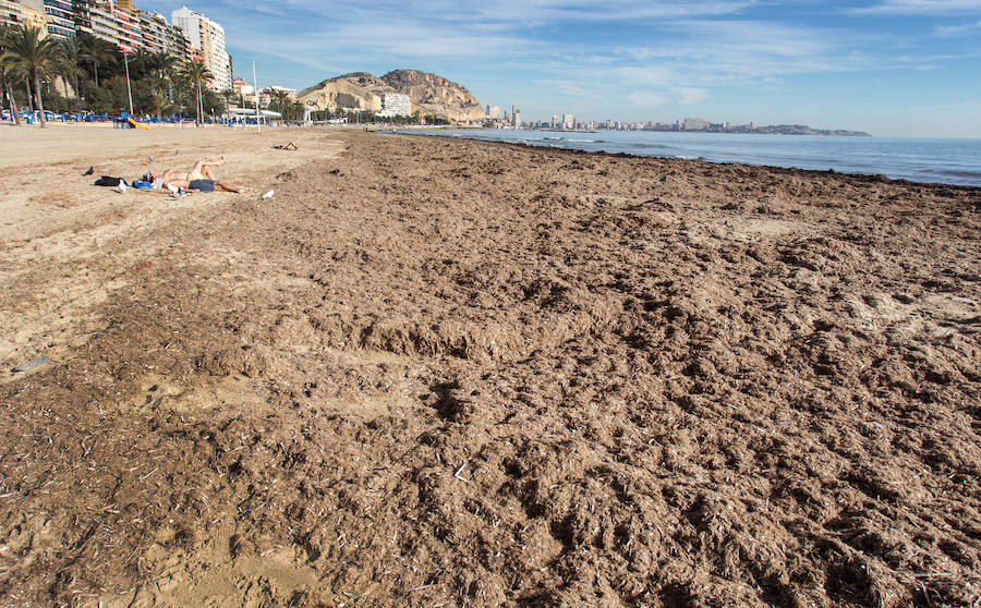 Las playas siguen llenas de algas dos semanas después del temporal