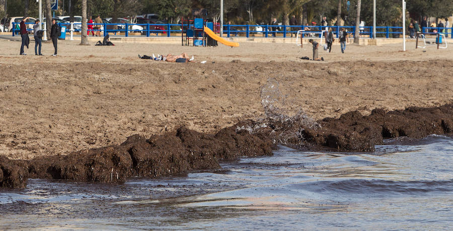 Las playas siguen llenas de algas dos semanas después del temporal