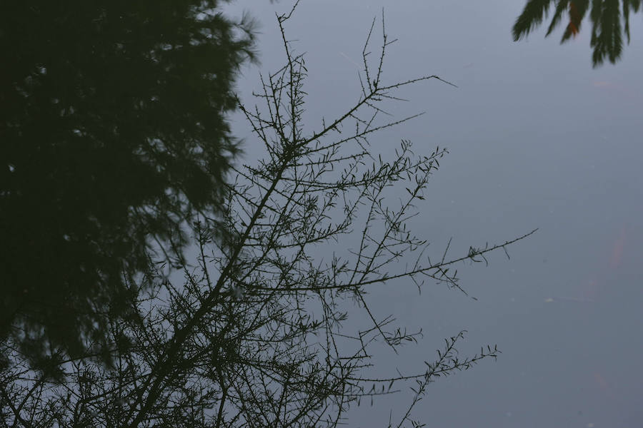 La Fiesta del Rebuzno