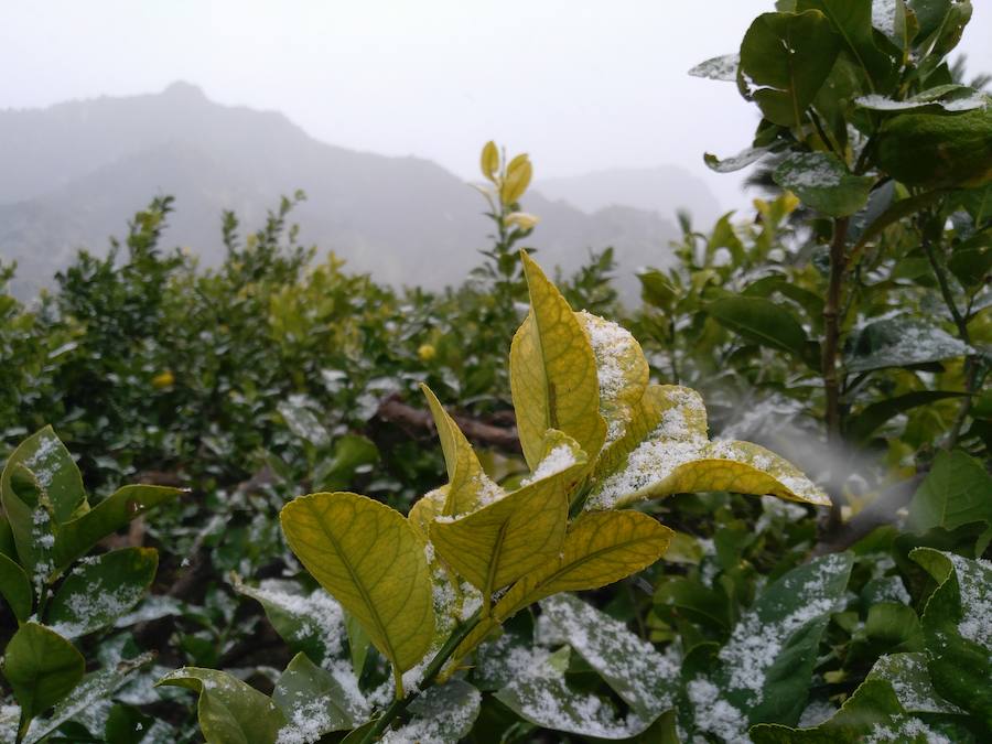 Plantas con nieve en La Fuensanta.