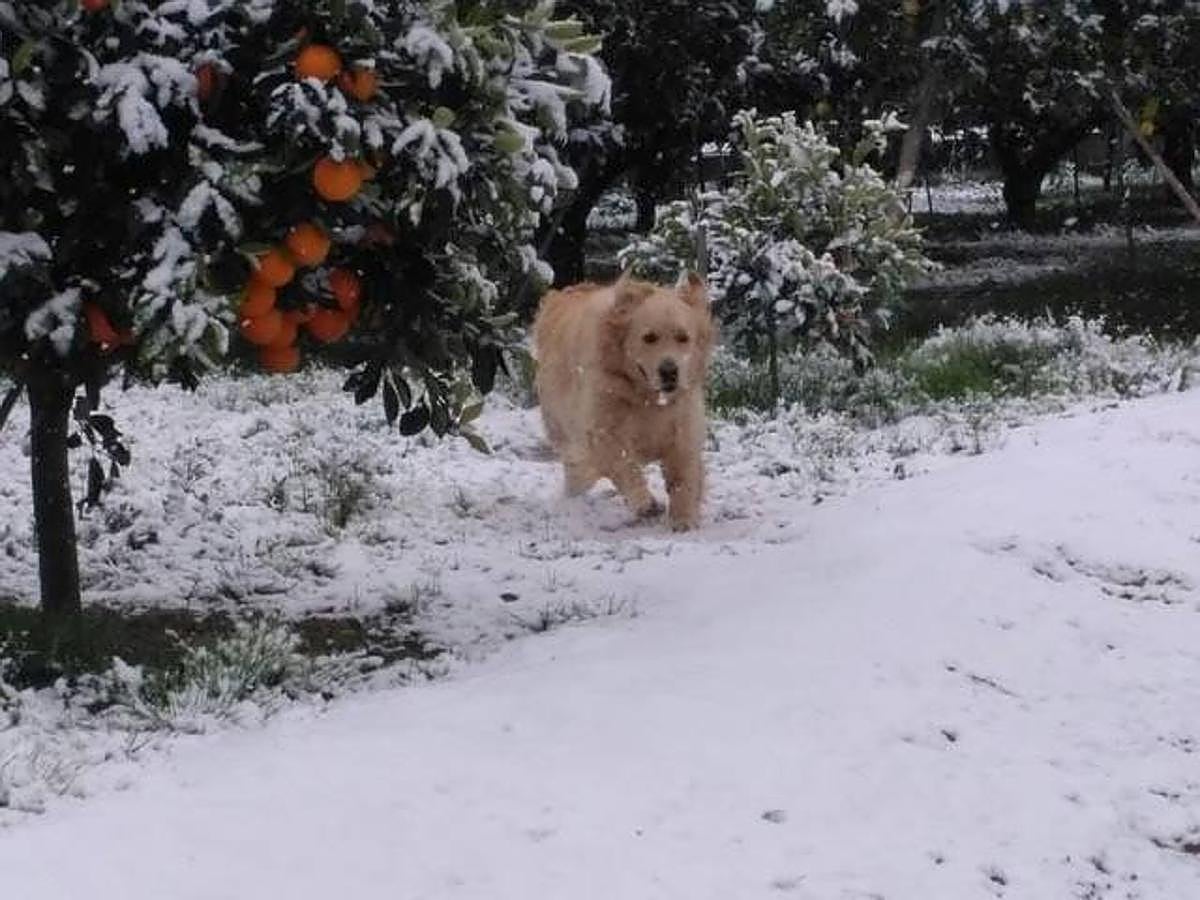 Un oerro disfruta de la nieve en la Región.
