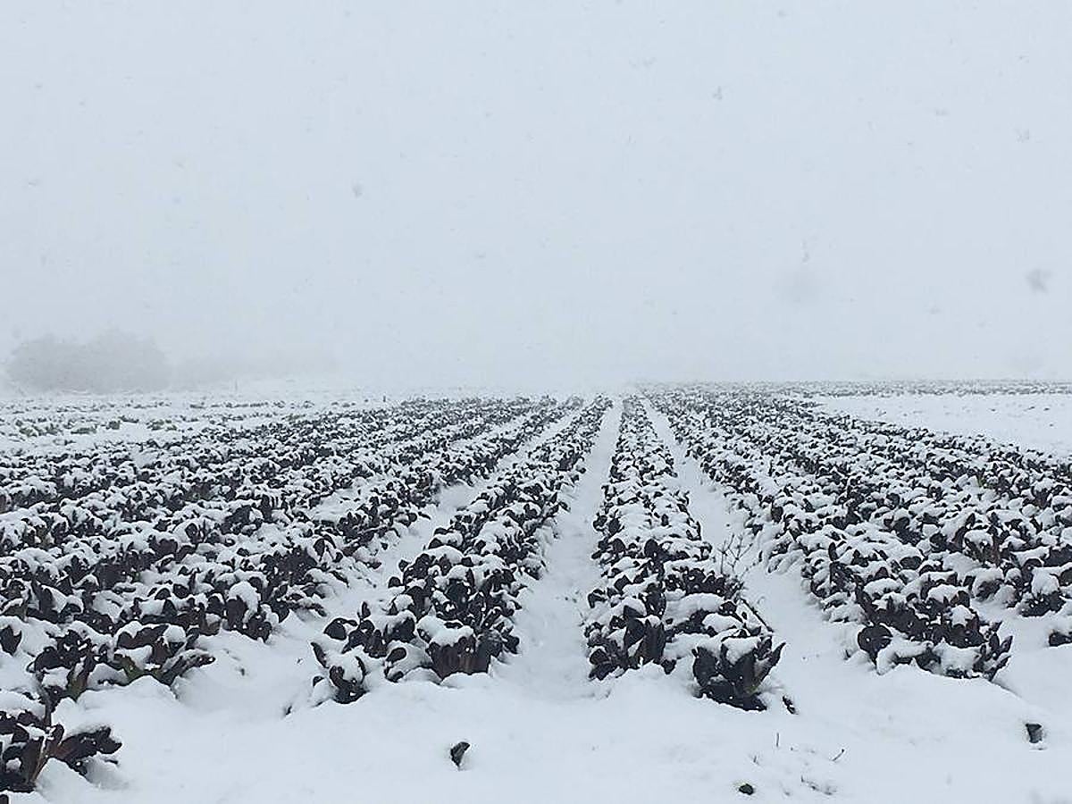Campos de Fuente Álamo