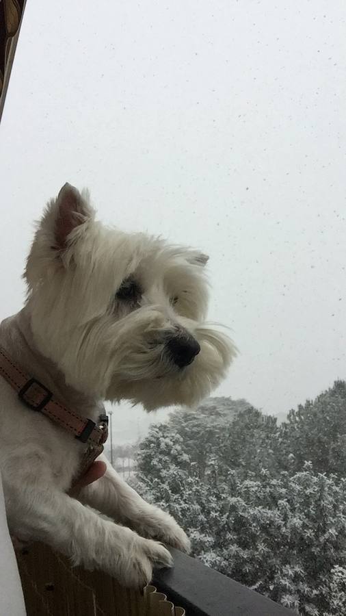 Un perro viendo la nieve en un punto de Murcia.
