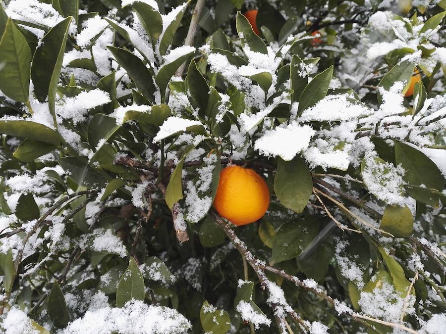 Naranjo cubierto de nieve.