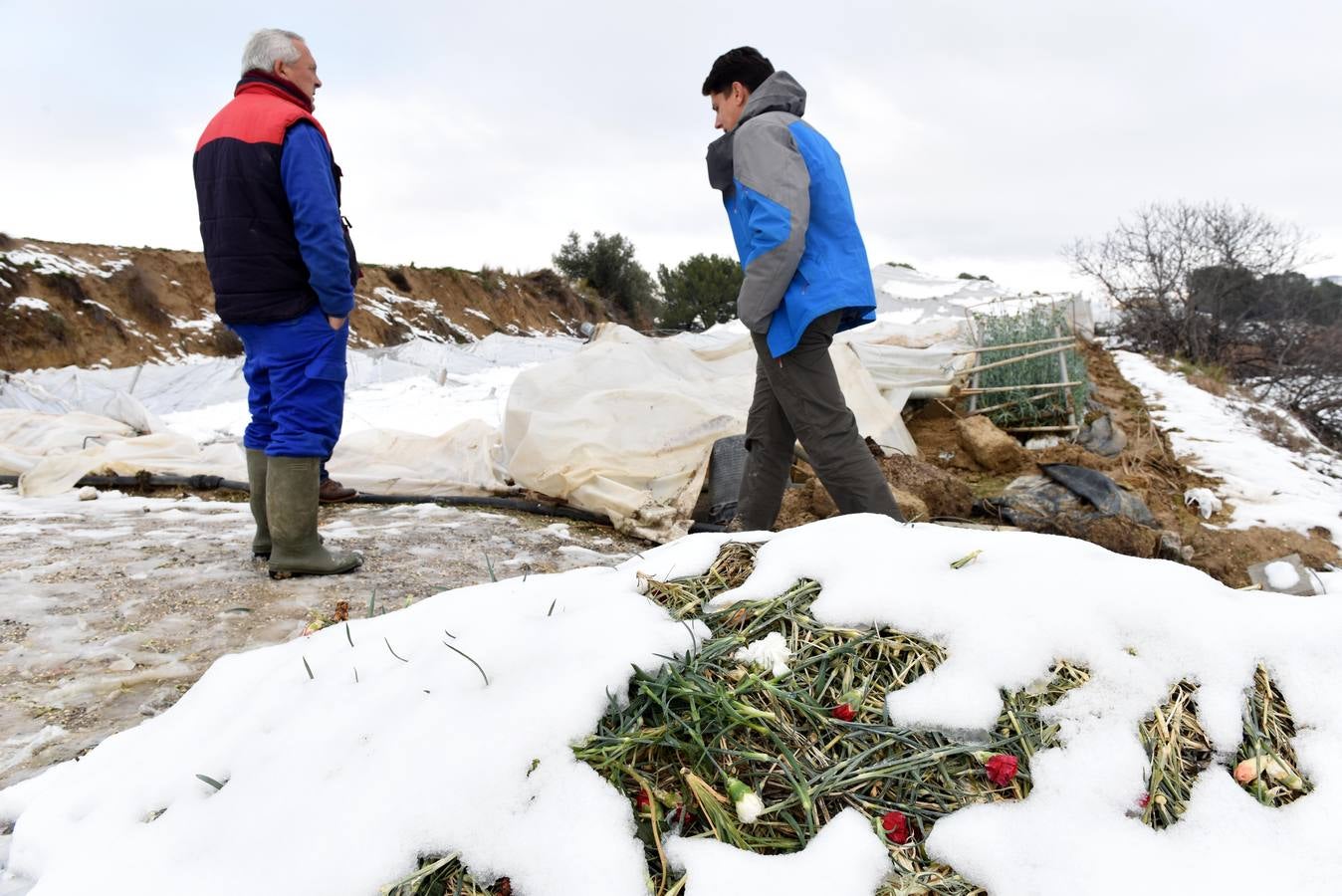 La nieve aplasta 70 invernaderos en Cehegín