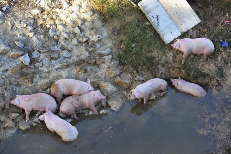 Fallece un camionero al precipitarse por un barranco en Pliego