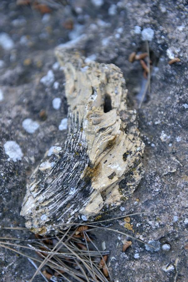 En las playas tropicales de Espuña