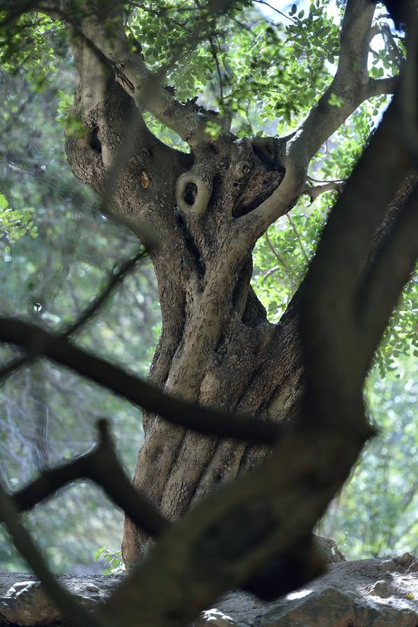 En las playas tropicales de Espuña