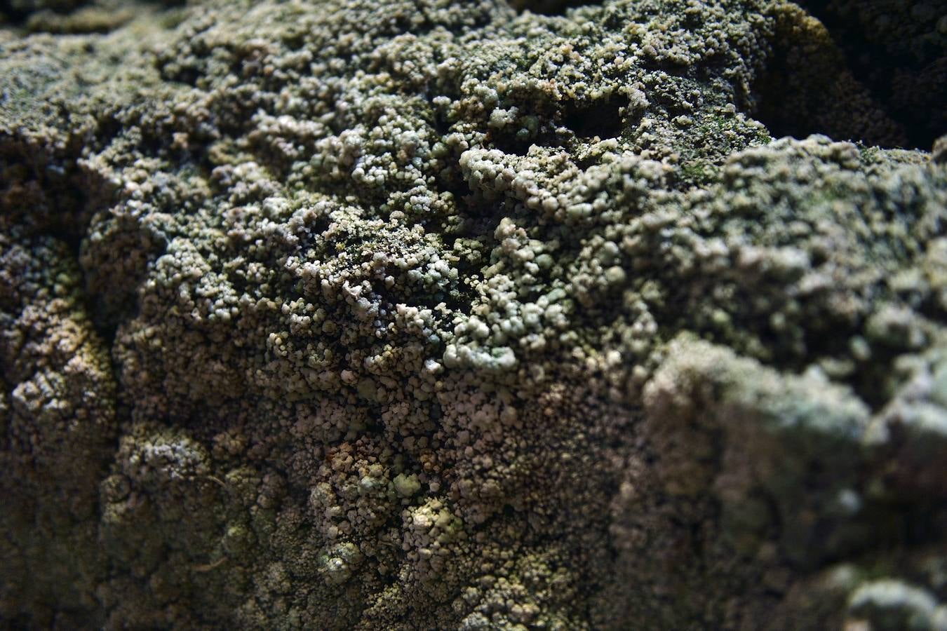 En las playas tropicales de Espuña