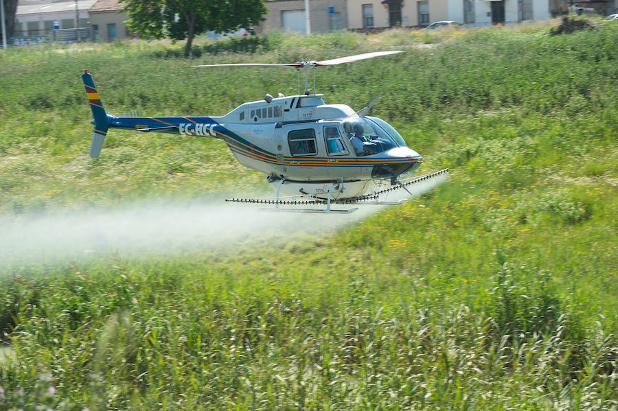 Guerra total contra el mosquito tigre