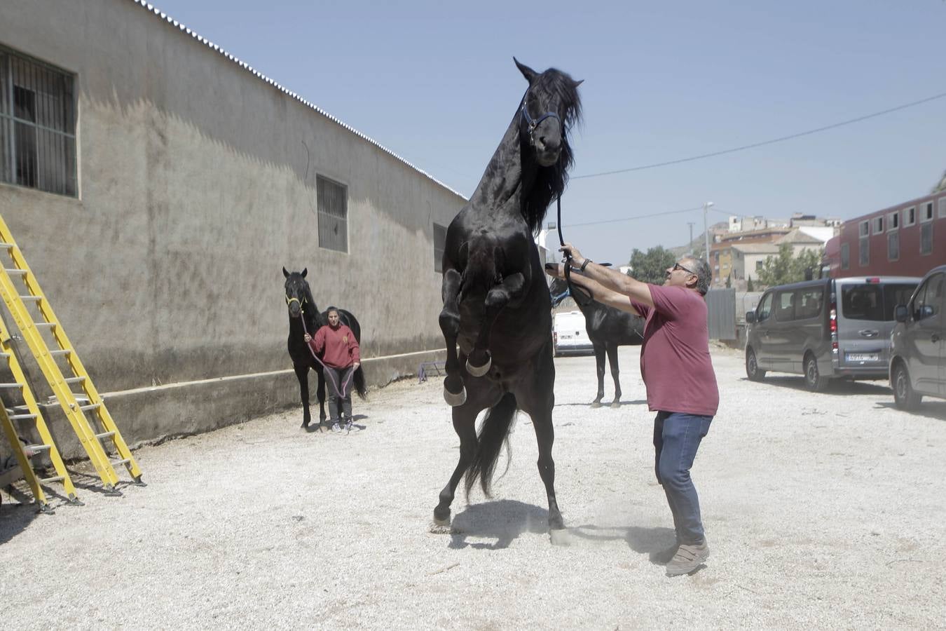 Jinetes y caballos se preparan para Jueves Santo