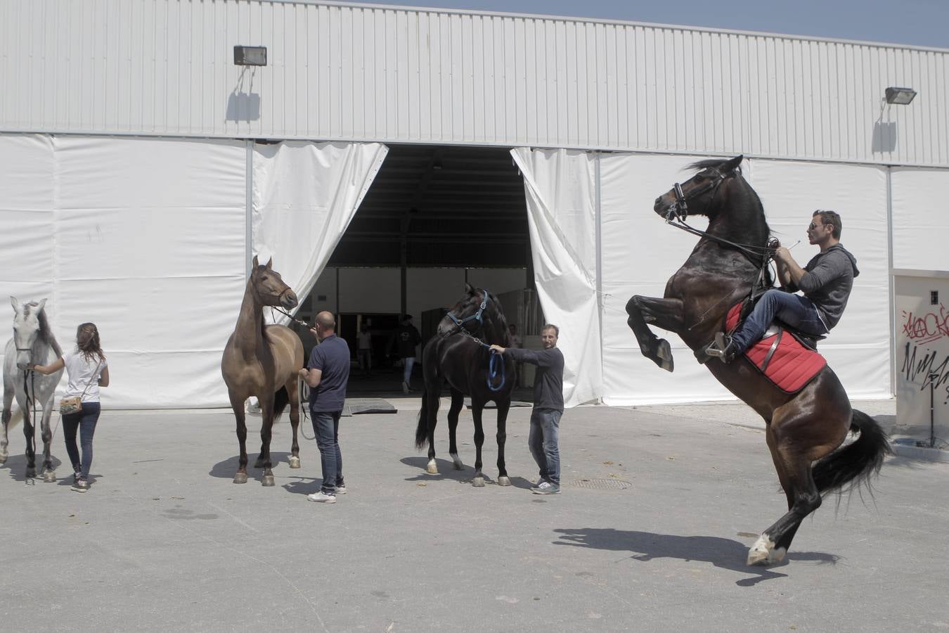 Jinetes y caballos se preparan para Jueves Santo