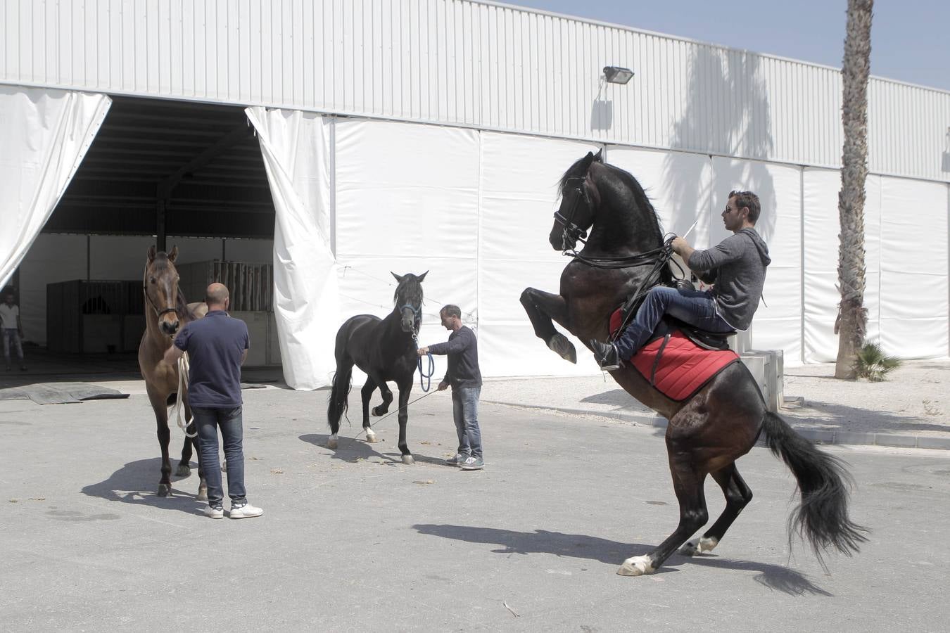 Jinetes y caballos se preparan para Jueves Santo