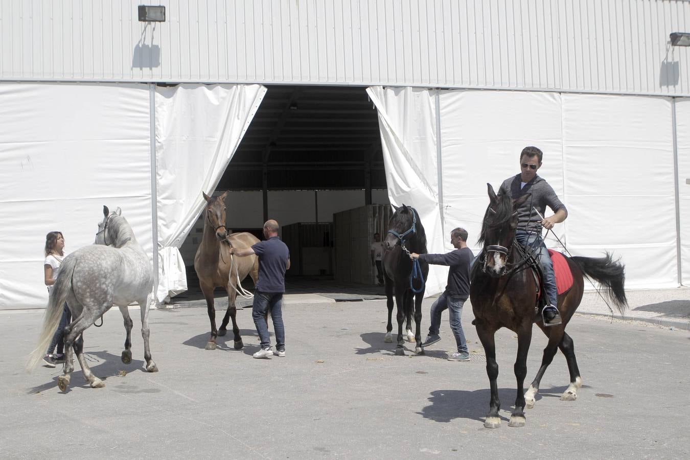 Jinetes y caballos se preparan para Jueves Santo