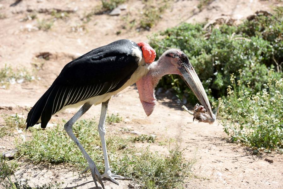 Enfocando la naturaleza más salvaje