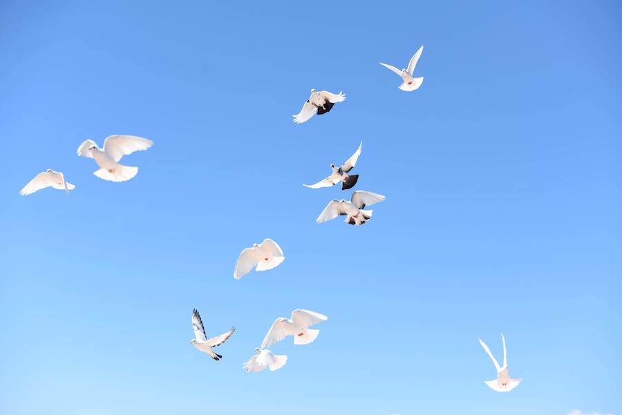 Enfocando la naturaleza más salvaje