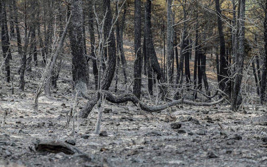 Los bomberos forestales que desde el pasado jueves luchan contra las llamas en el incendio de Yeste (Albacete) tienen previsto acotar el fuego este miércoles.