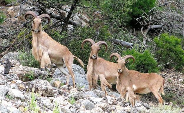 Tres machos de arruí, fotografiados recientemente en el parque natural de Sierra Espuña. 