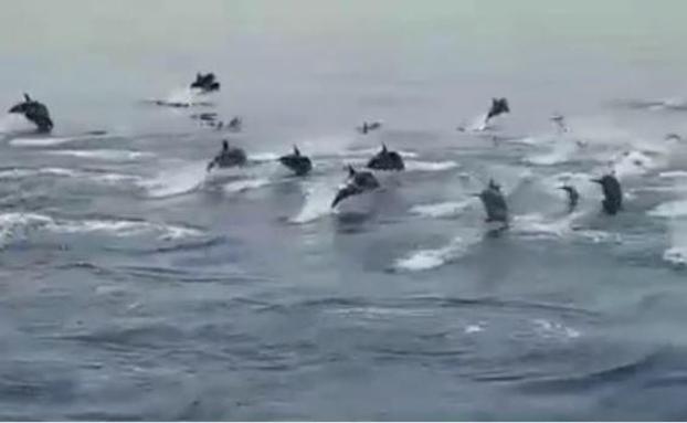 La Guardia Civil graba a decenas de delfines en Cabo de Gata