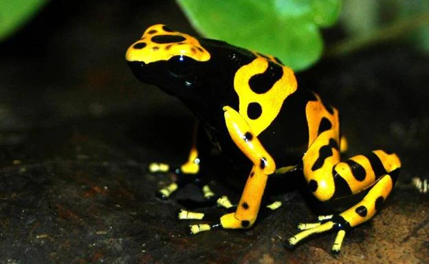 Nacen en Benidorm cinco ejemplares de la rana más peligrosa del mundo