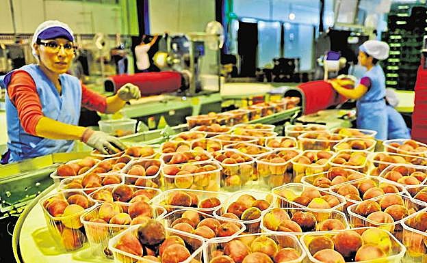 Operarias de una cooperativa ciezana envasando melocotones.