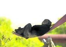 Un chimpancé descansa sobre una especie de hamaca en las instalaciones de AAP Primadomus en Villena.